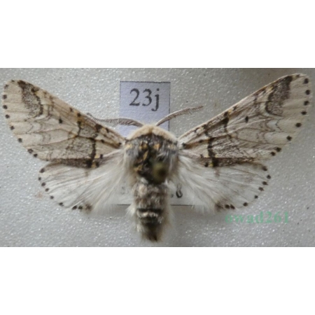 Furcula furcula (Clerck, 1759) male Widłogonka widlica Czech23j
